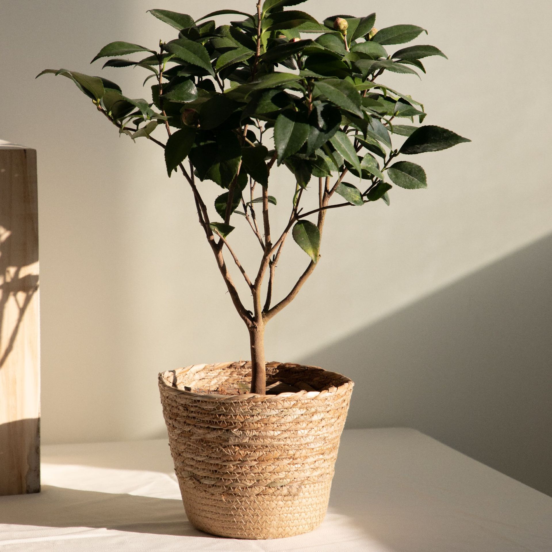 Multifunctionele geweven opber - Rattan Plant Basket recensie en prijs